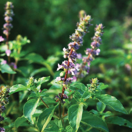 Fresh Holy Basil (Tulsi) plant from MIgardener, showcasing vibrant green basil leaves in a healthy, thriving basil plant.
