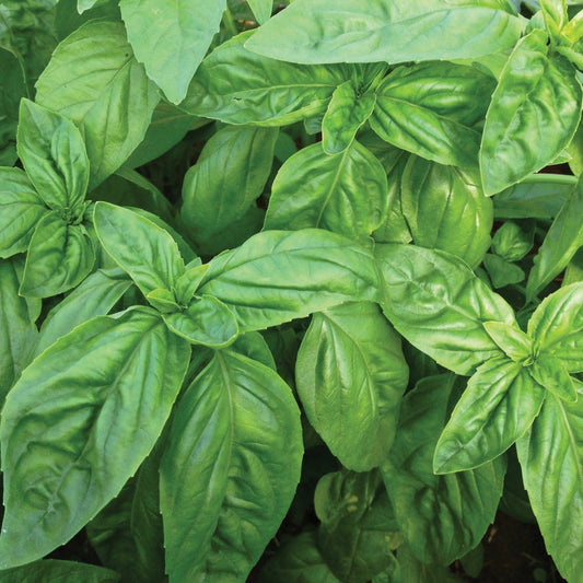 Italian Large Leaf Basil from MIgardener, showcasing vibrant green basil leaves with prominent large leaf structure.