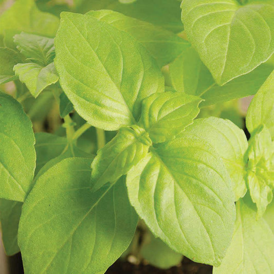 Fresh lemon basil plant from MIgardener with vibrant green leaves and lemon-scented aroma, perfect for culinary use.