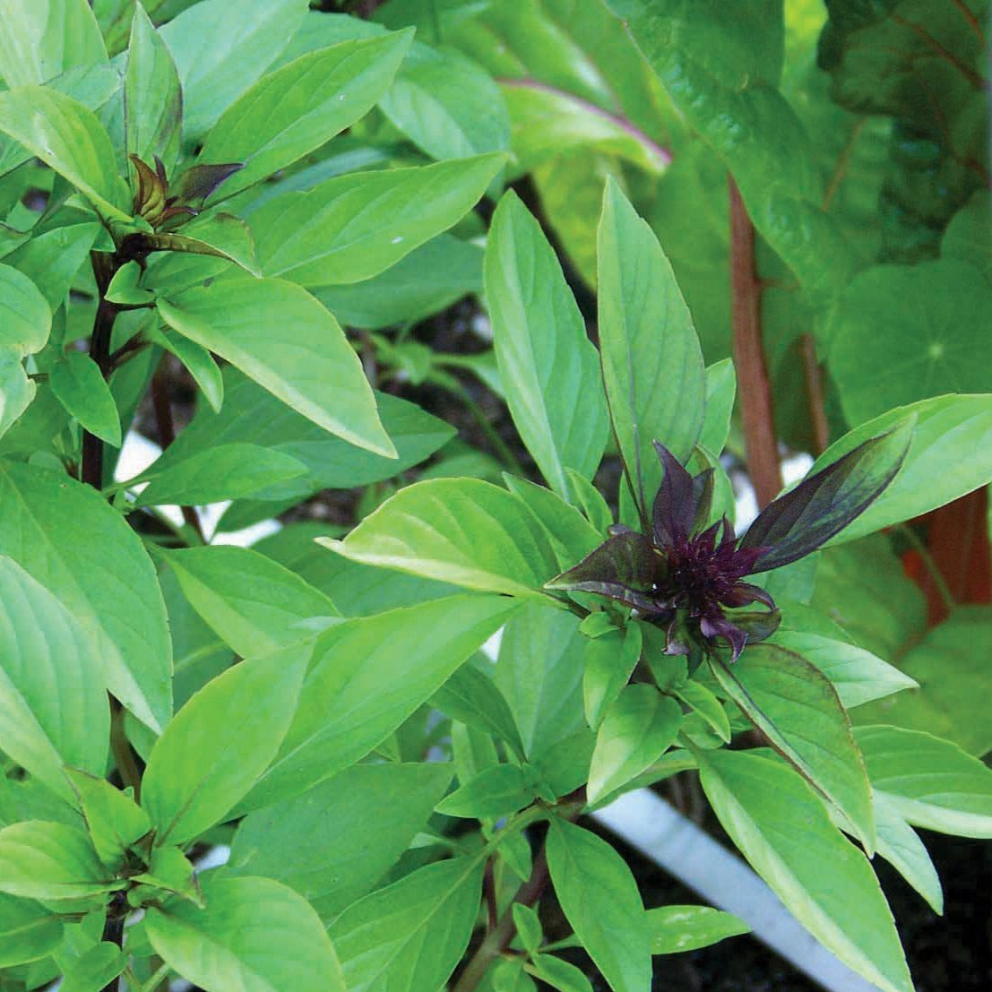 Fresh Licorice Basil plant from MIgardener with vibrant green leaves and distinctive licorice scent, ideal for culinary use.