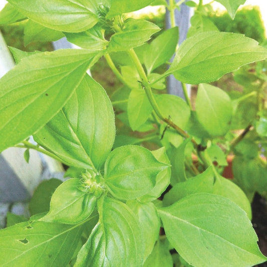 Fresh Lime Basil plant from MIgardener, showcasing vibrant green leaves and aromatic herb for culinary use.