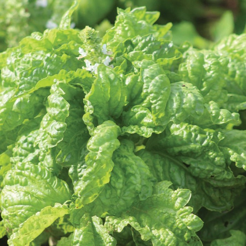 Mammoth Basil plant by MIgardener, fresh green basil herb with large leaves, ideal for culinary use and home gardening.