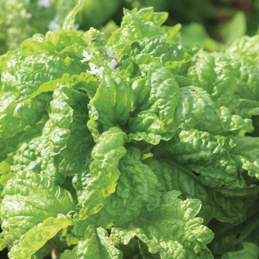 Fresh Mammoth Basil plant by MIgardener, with vibrant green leaves and sturdy stems, ideal for culinary use or garden planting.