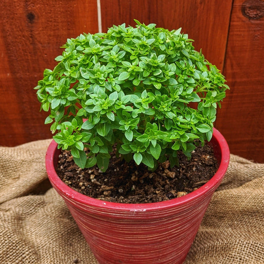 Piccolino Basil plant by MIgardener, fresh green basil with vibrant leaves, ready for culinary use.