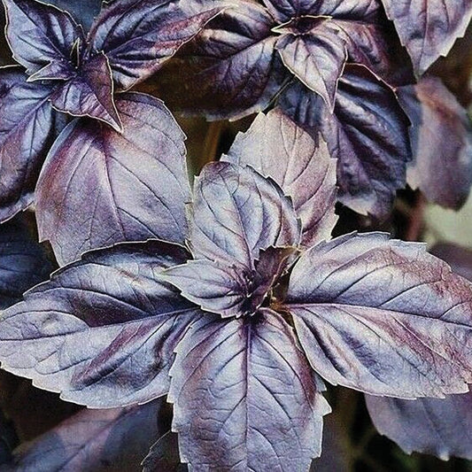 Red Rubin Basil plant by MIgardener, vibrant green and red basil leaves in a garden setting.