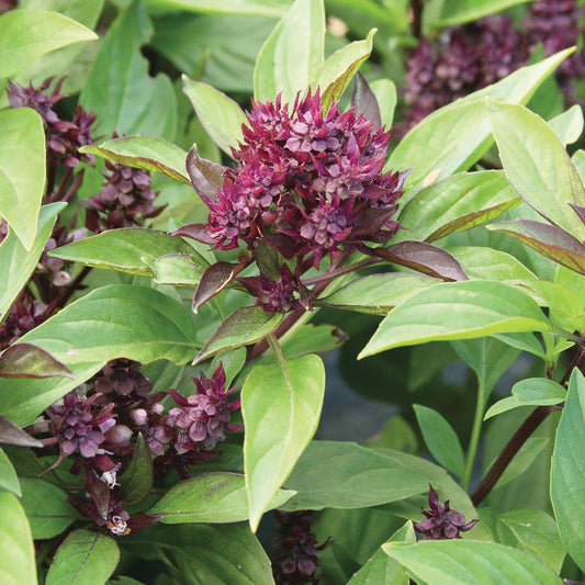 Siam Queen Basil plant by MIgardener showing vibrant green basil leaves and healthy stems in a garden setting.