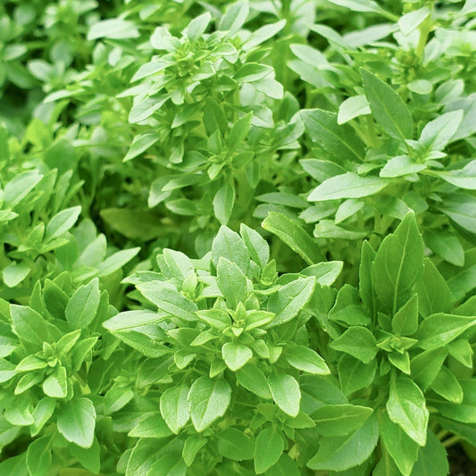 Spicy Globe Basil plant by MIgardener, featuring round, aromatic basil leaves suitable for culinary use.