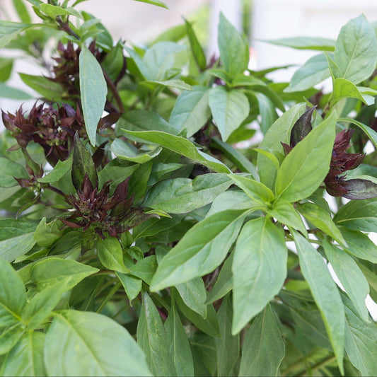 Fresh Thai basil plant from MIgardener, featuring vibrant green leaves perfect for culinary use and home gardening.