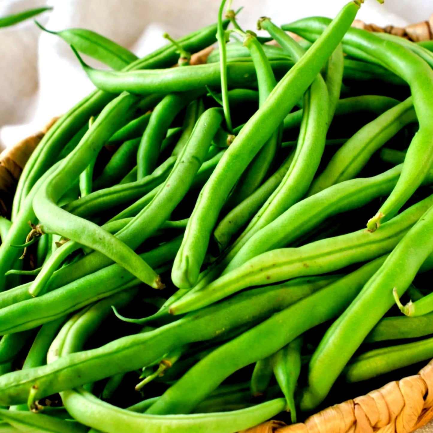 Antigua Bean bush plant from MIgardener, showing green bean plants with lush foliage and developing beans.
