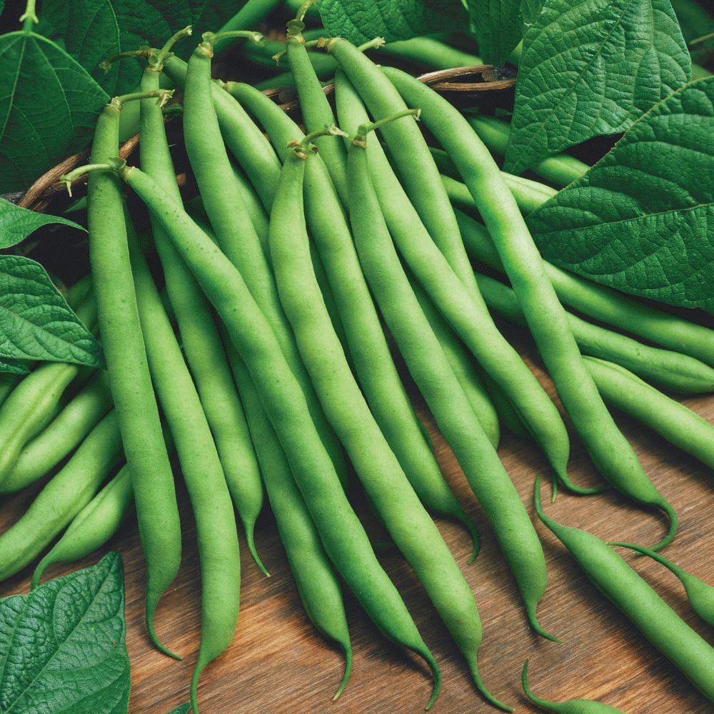 Blue Lake Bush Bean by MIgardener, fresh green bean with smooth surface and vibrant color, ready for harvest.