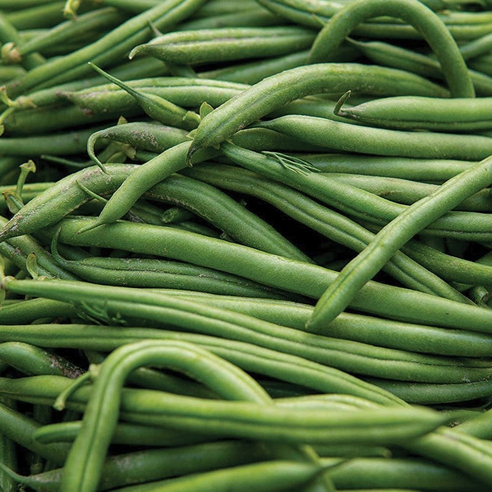 Blue Lake Pole Bean by MIgardener, fresh green bean plant with lush leaves and developing beans on a garden trellis.