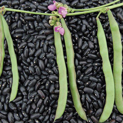 Cherokee Black Bean pole plant from MIgardener showing healthy black beans on the vine