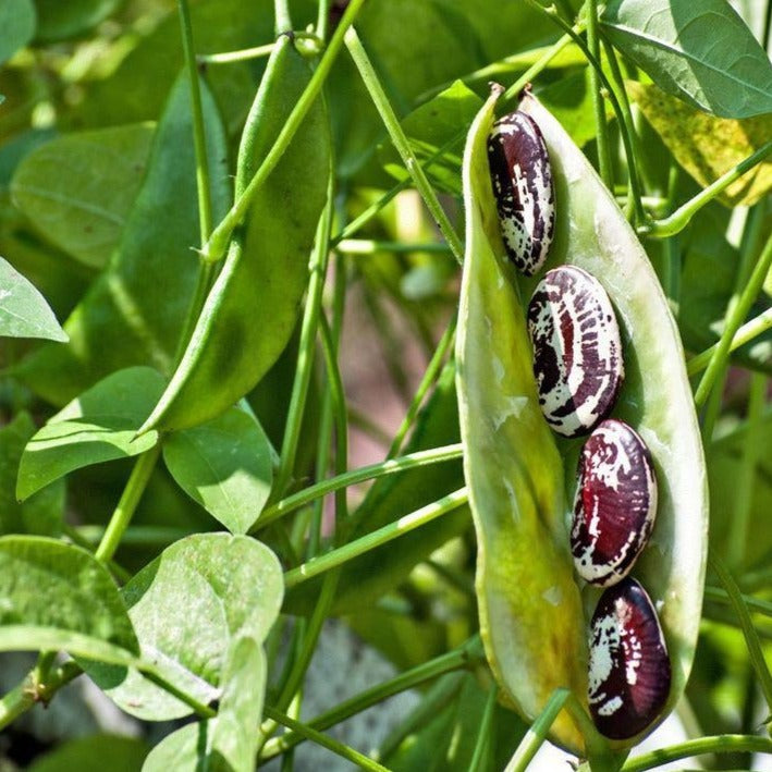 Christmas Lima Bean (Pole) from MIgardener, showing vibrant green bean pods on the plant ready for harvest.