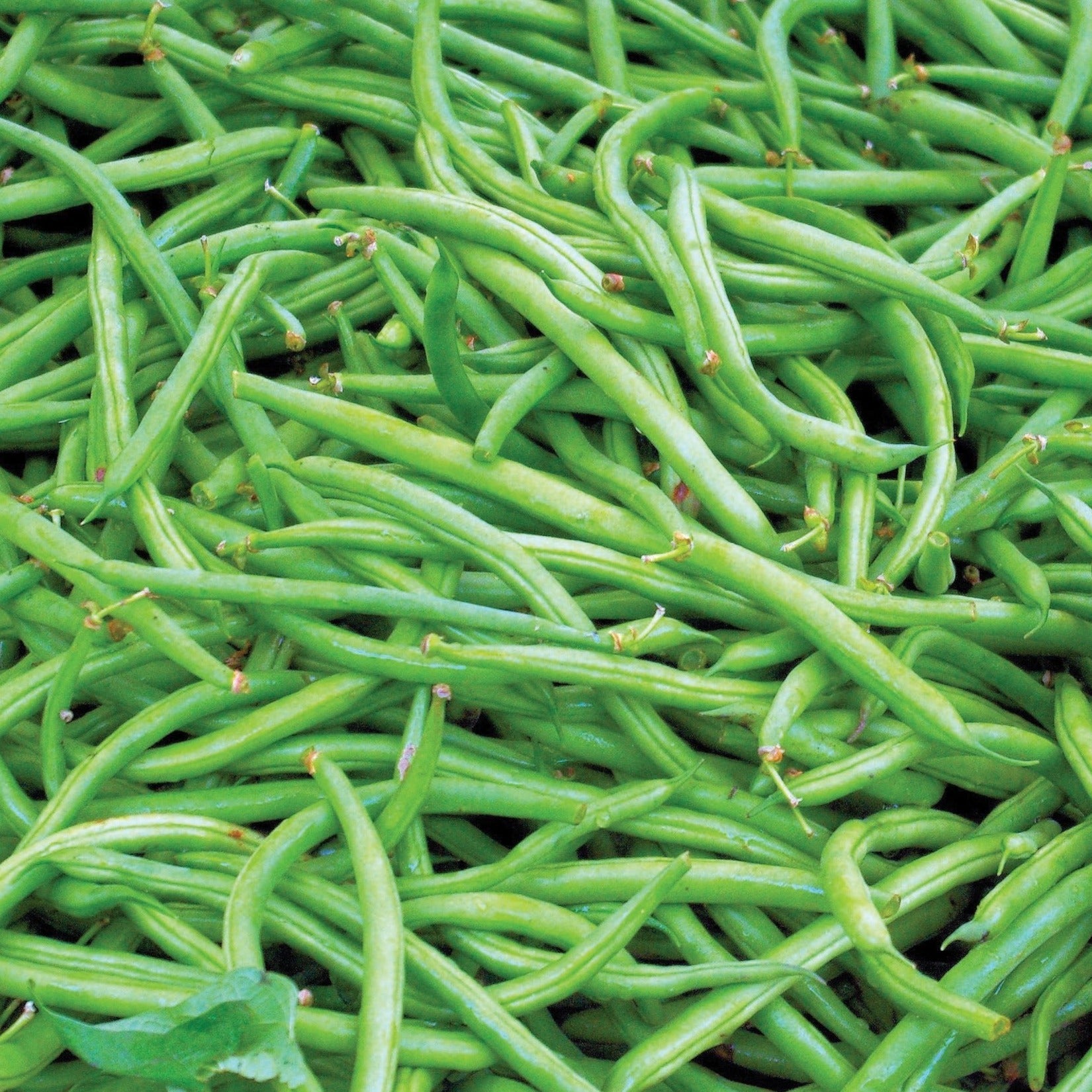 Contender Bush Bean by MIgardener showing healthy green bean plants growing in a garden bed
