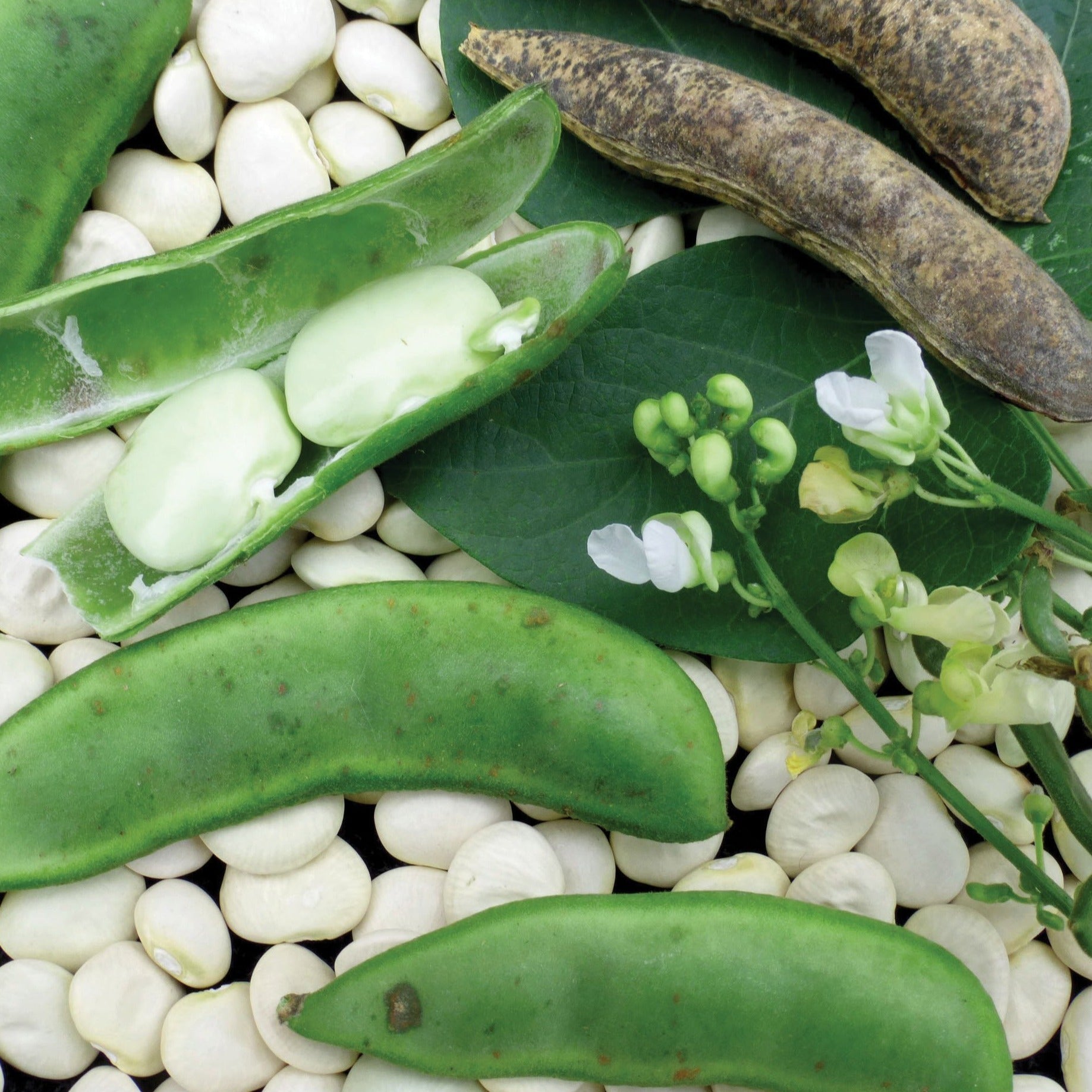 Fresh Fordhook 242 Lima bean plant by MIgardener, showing lush green bush with developing bean pods on the plant.