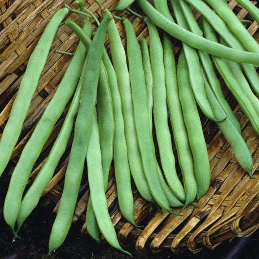 Pole Kentucky Wonder Bean plant by MIgardener with lush green beans growing on tall support.