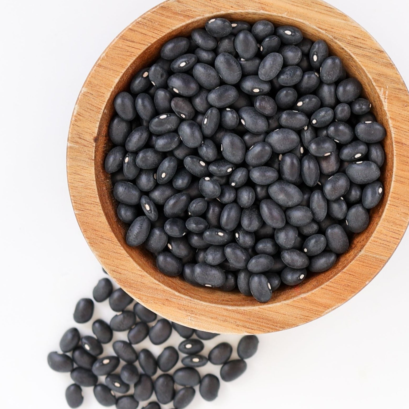 Midnight Black Turtle Bean bush from MIgardener, showing dark-colored, healthy bean plants with lush green leaves.
