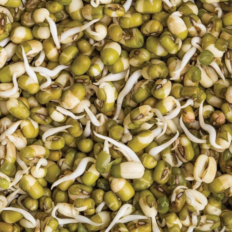 Mung bean bush plant by MIgardener with green foliage and healthy stems, ready for cultivation in a garden.