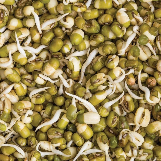 Mung bean bush plant by MIgardener with green foliage and healthy stems, ready for cultivation in a garden.