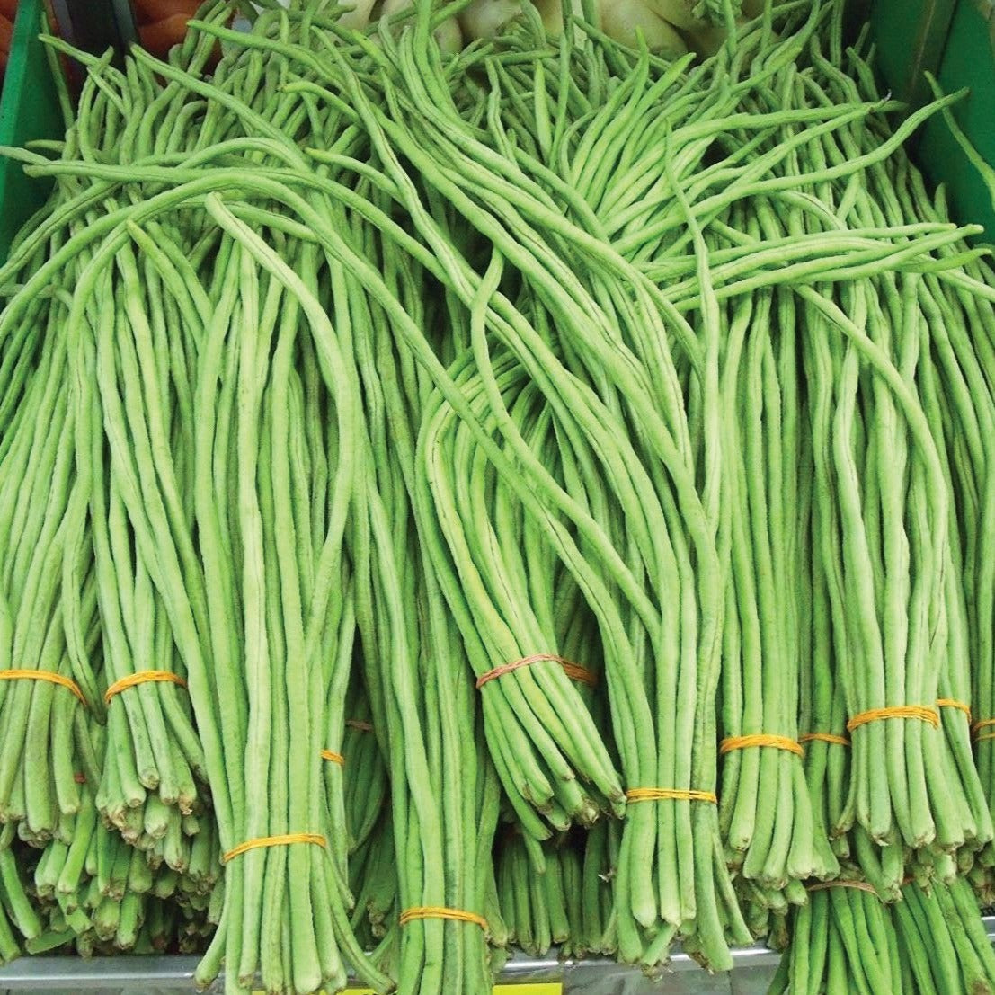 Fresh Oriental Yard Long Bean (Pole) from MIgardener, showing long green beans hanging from a vine in a garden setting.