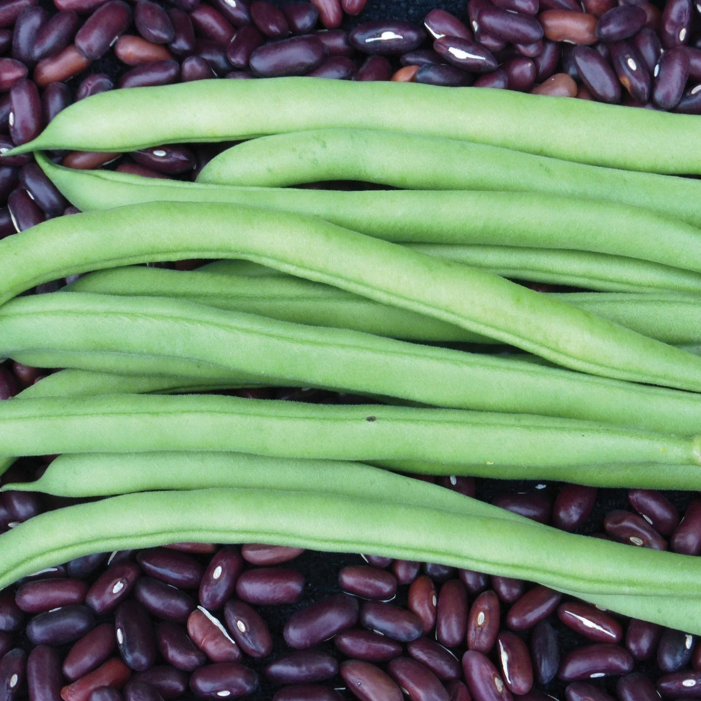 MIgardener Provider Bean (Bush) growing in a garden, showcasing healthy green bean plants on a sunny day