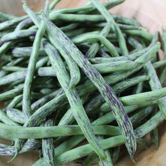 Pole Rattlesnake Bean from MIgardener, showing green bean pods with distinctive purple and white mottled skin.
