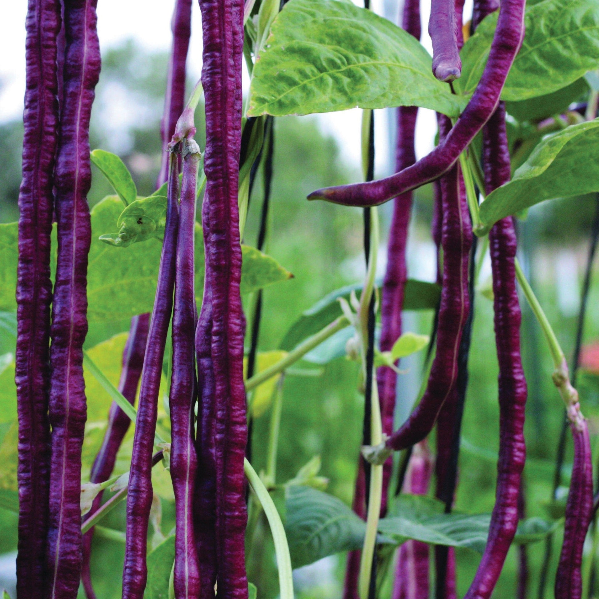 Red Noodle Bean pole plant by MIgardener showing vibrant red beans growing on tall climbing vines in a garden setting.