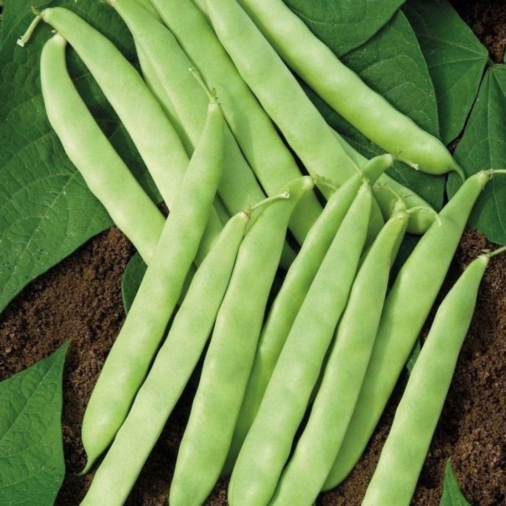 Roma II bean bush plant by MIgardener, featuring green, healthy bean plants with lush foliage and developing bean pods.