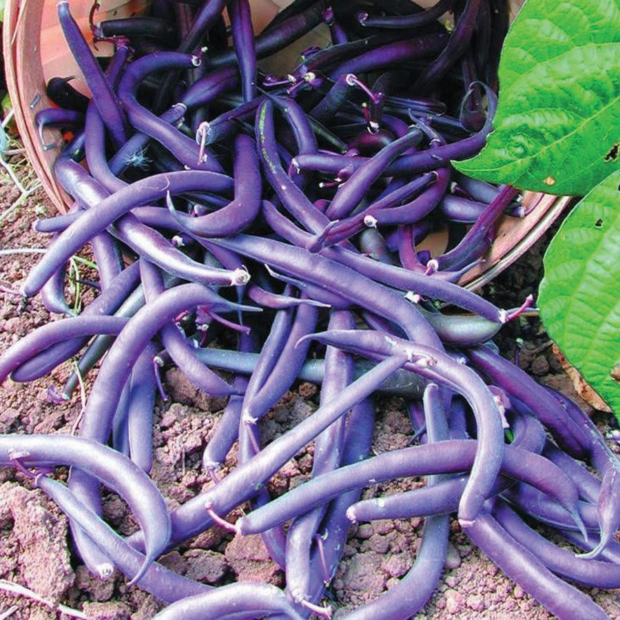 Royal Burgundy Bush Bean plant by MIgardener with vibrant purple beans and lush green foliage.