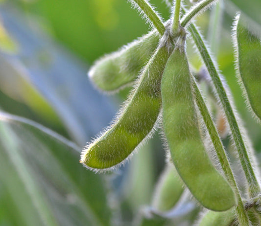 Shirofumi Edamame soybean bush by MIgardener with lush green beans growing on the plant.
