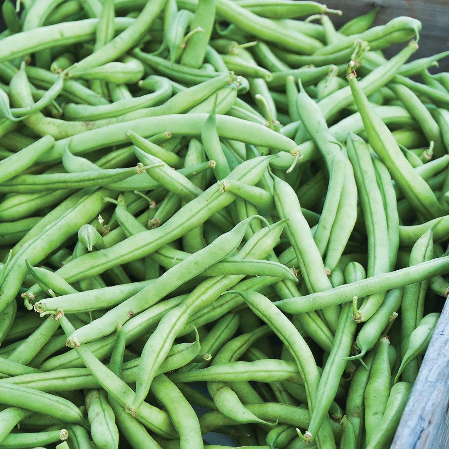 Green Strike Bean bush by MIgardener with lush foliage, ready for harvesting in a vegetable garden.
