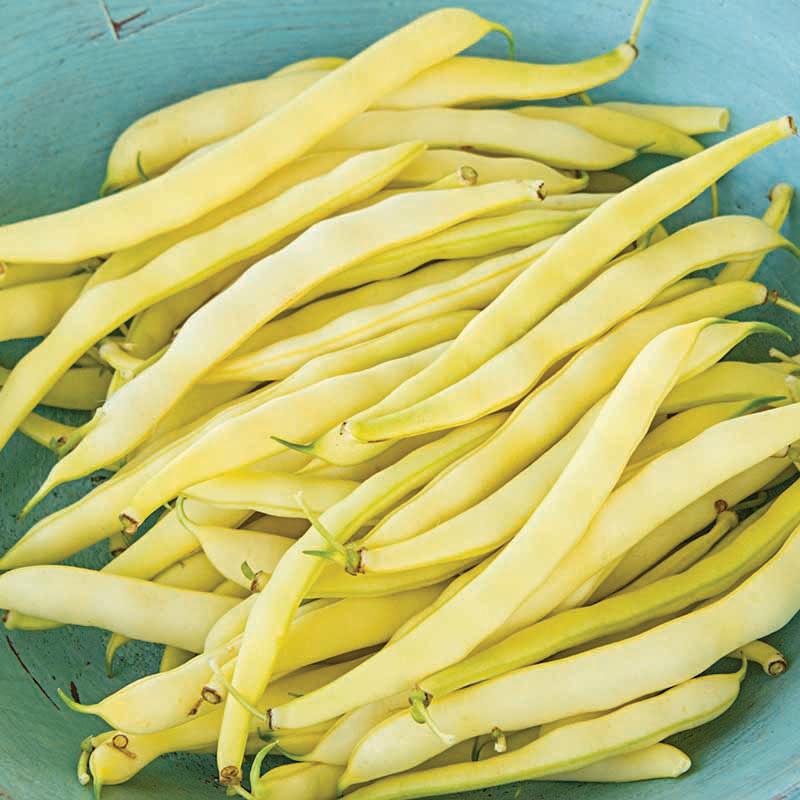 Yellow Topnotch Bush Bean plant from MIgardener, featuring vibrant yellow bean pods growing on a healthy bush plant.
