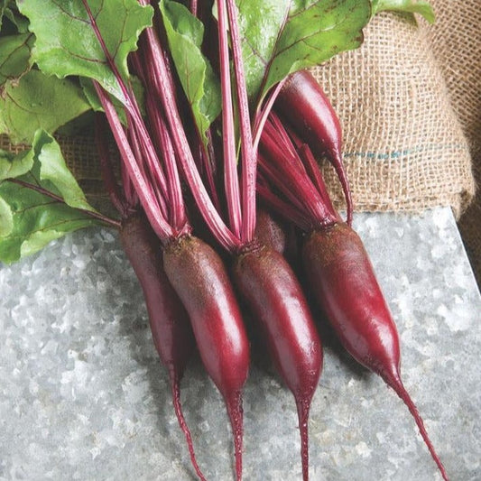 Cylindra beet from MIgardener, fresh and vibrant root vegetable with deep purple color and elongated shape.