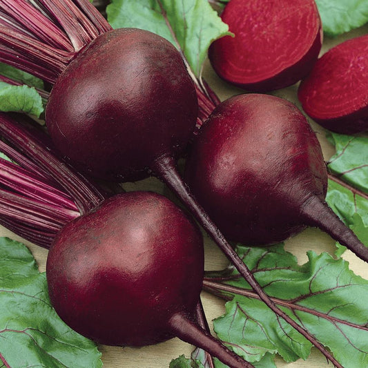 Fresh Detroit Dark Red Beet from MIgardener, showing deep red, round vegetable with green leafy tops on a garden bed.