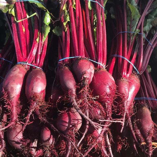 MIgardener Formanova Beet showing vibrant red roots and green leafy tops, fresh and healthy for gardening or culinary use.