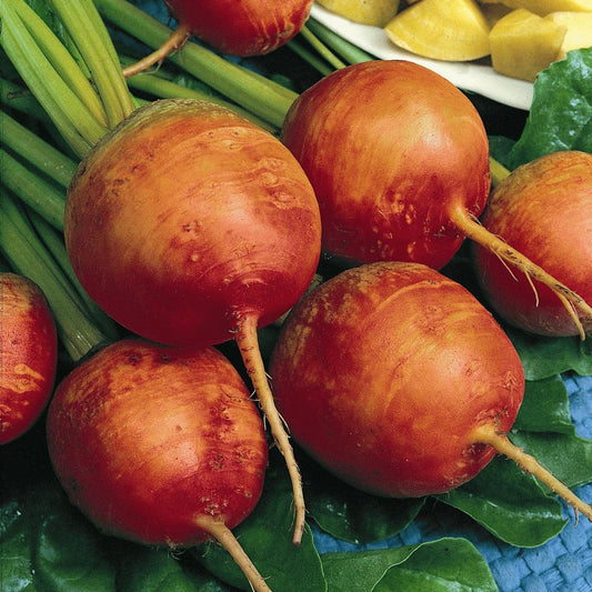 Golden Detroit beet from MIgardener featuring vibrant golden color, round shape, and lush green leaves.