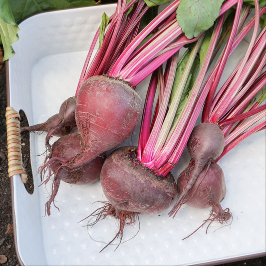Ruby Queen Beet from MIgardener featuring vibrant red roots and green leafy tops, perfect for home gardening and fresh harvests.