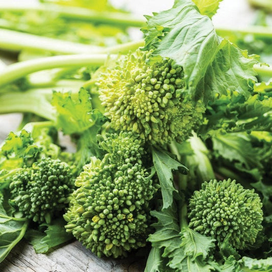 Fresh broccoli rabe (spring rapini) from MIgardener, showcasing vibrant green stalks and leafy tops in a garden setting.
