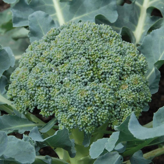 Fresh Calabrese broccoli from MIgardener, featuring vibrant green florets and sturdy stalks on a white background.