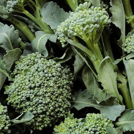 Fresh De Cicco broccoli from MIgardener, vibrant green florets and stalks ready for cooking or snacking.