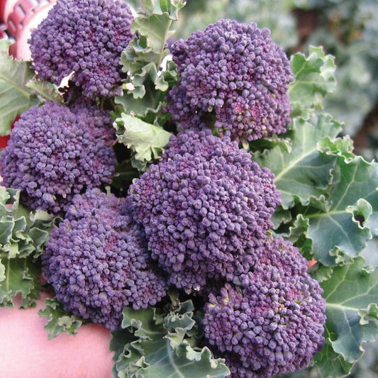 Fresh purple sprouting broccoli from MIgardener, showcasing vibrant purple florets and green stalks on a clean background.