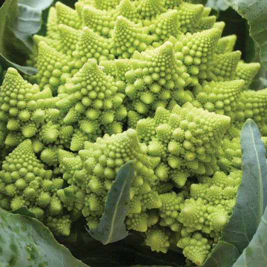 Romanesco broccoli from MIgardener showing its distinctive fractal green florets and vibrant natural colors.