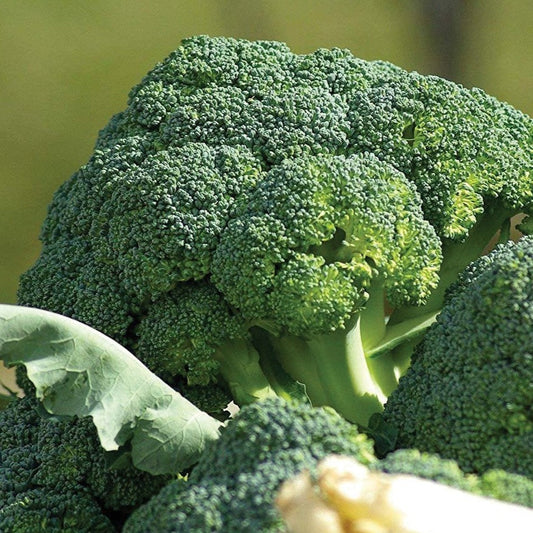 Fresh Waltham 29 broccoli from MIgardener, showcasing vibrant green florets and sturdy stalks on a garden bed.