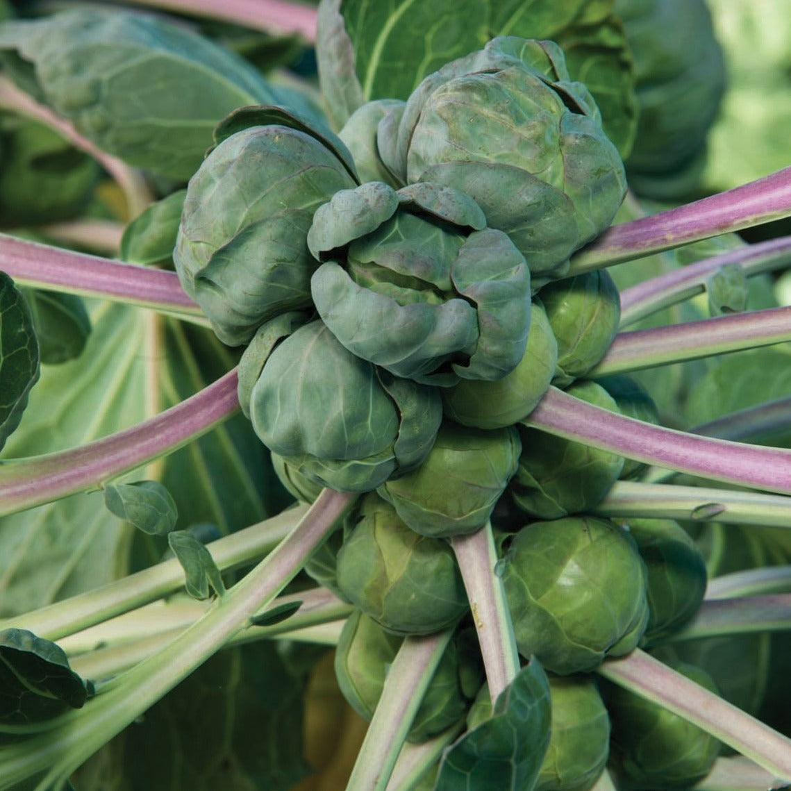 Long Island Brussels sprout from MIgardener, fresh green Brussels sprouts with compact, leafy heads ready to harvest.