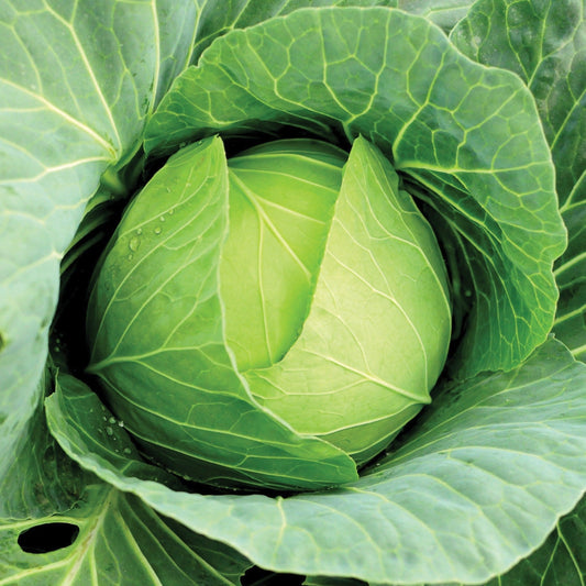 Fresh Copenhagen Market cabbage from MIgardener, showcasing large green leaves and compact head ready for harvest.