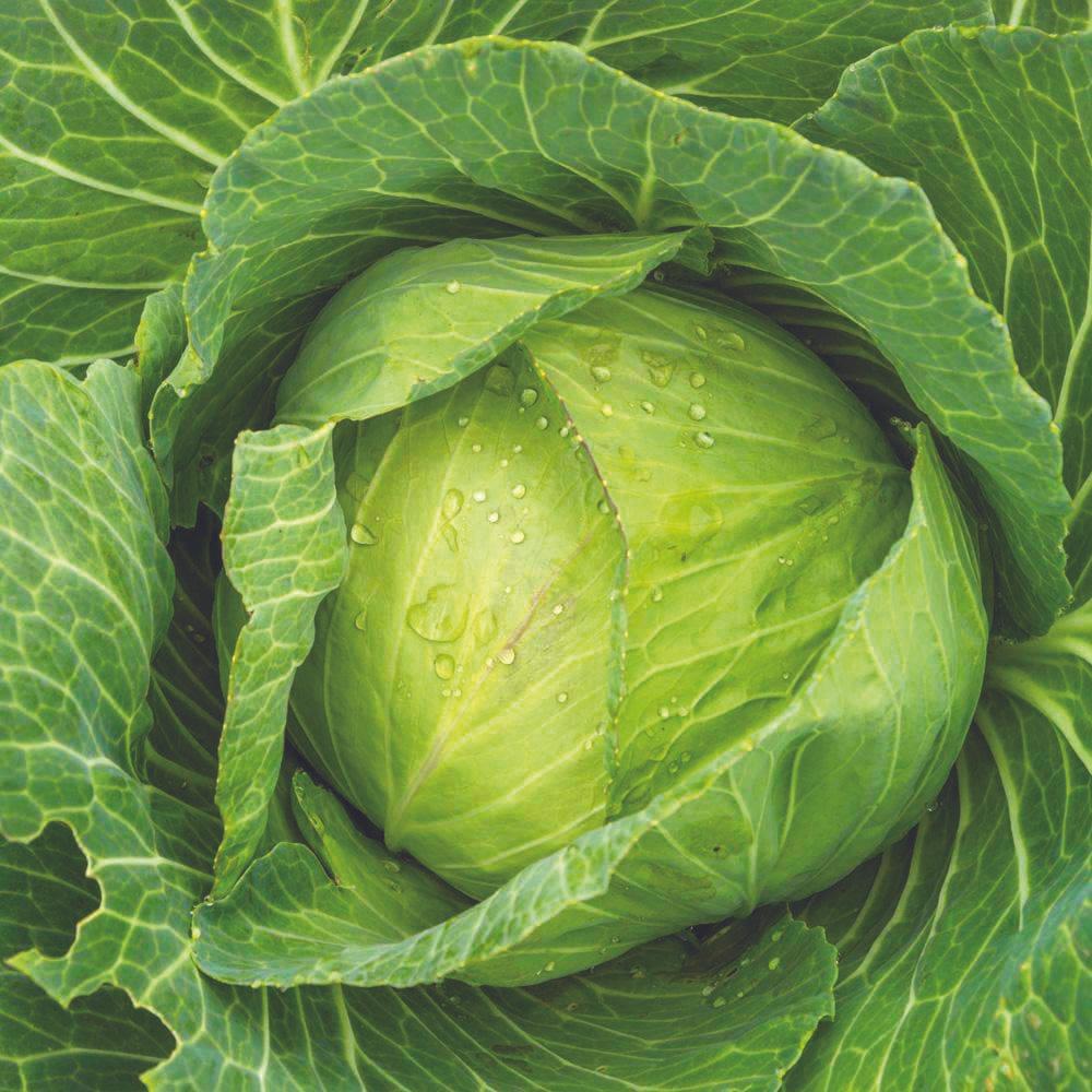 Golden Acre Cabbage from MIgardener, fresh green cabbage head with tightly packed leaves, ideal for salads and cooking.