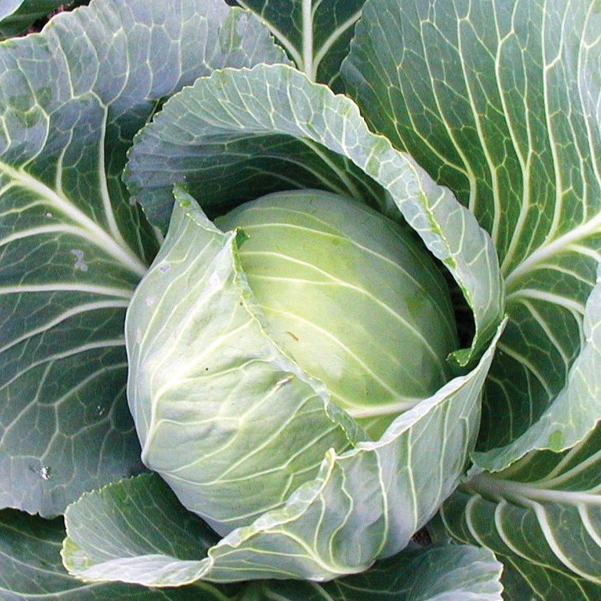 Late Flat Dutch cabbage, a large leafy vegetable from MIgardener, shown growing with green leaves and a compact head.