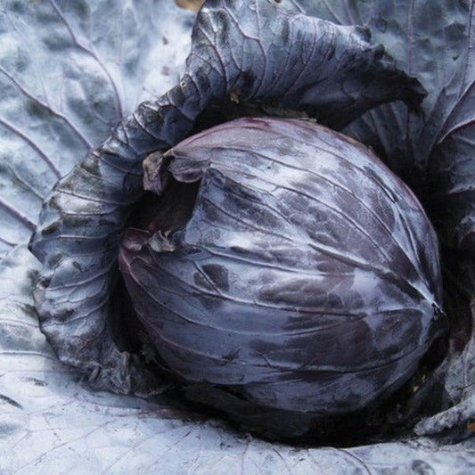 Fresh Mammoth Red Rock Cabbage from MIgardener, vibrant red leaves and large head, ideal for salads and cooking.