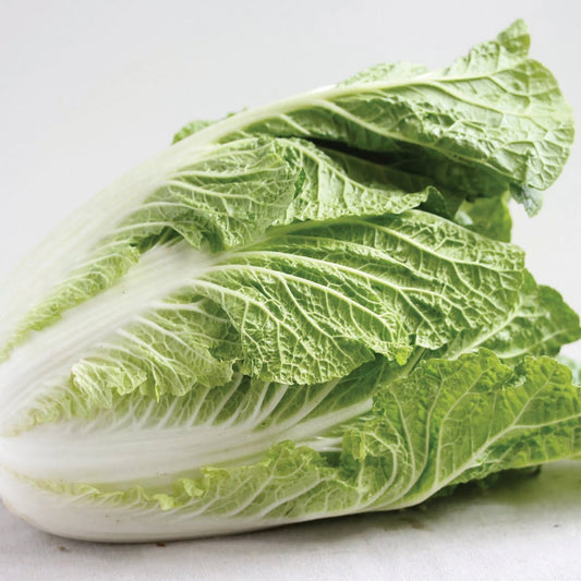 Fresh Napa cabbage from MIgardener showing green, leafy heads ideal for salads and Asian dishes.