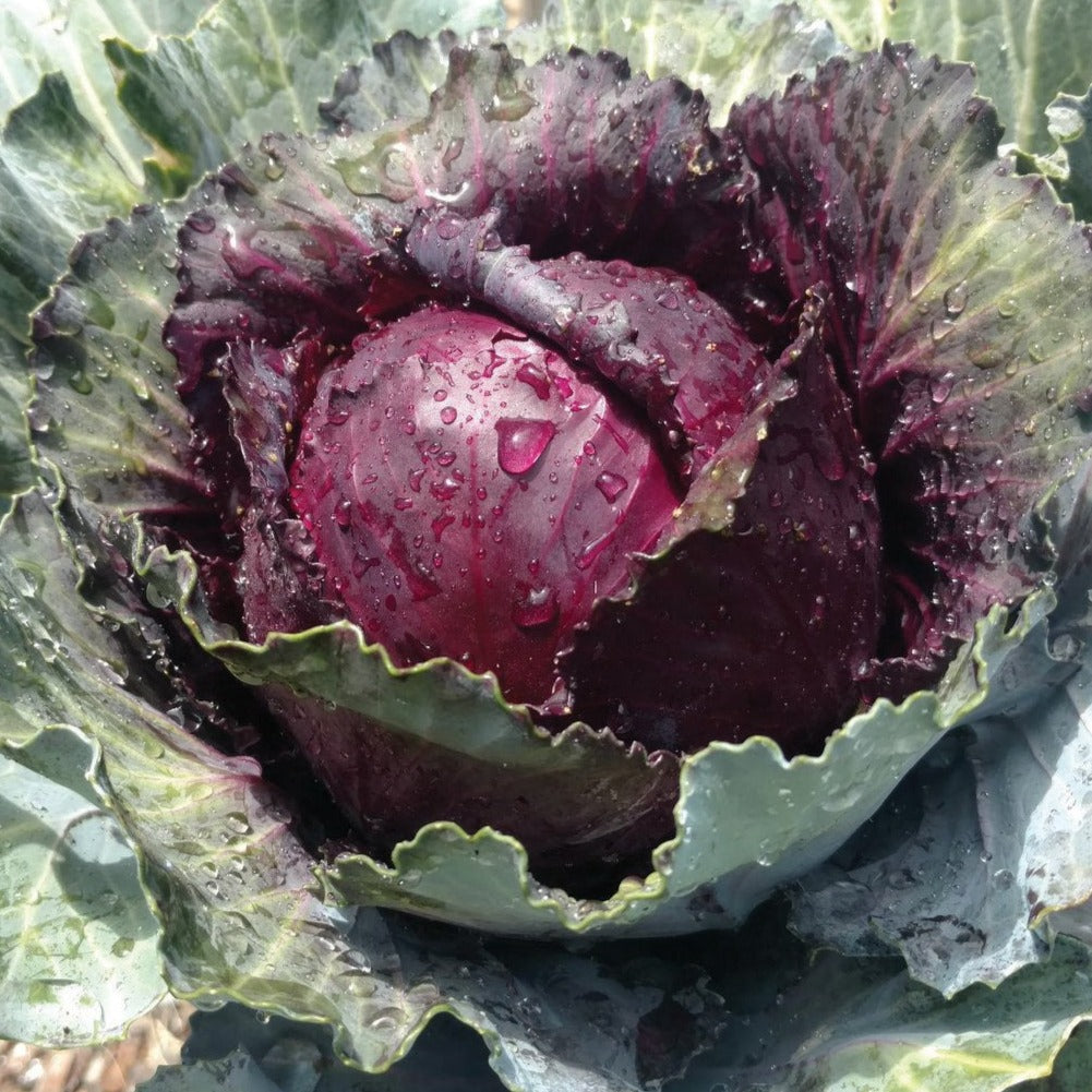Red Acre Cabbage from MIgardener, fresh, leafy cabbage with vibrant red color, ready for harvest.